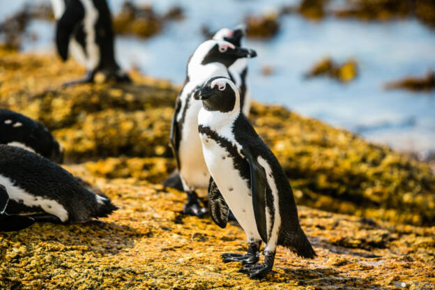 Penguins of Boulders Beach