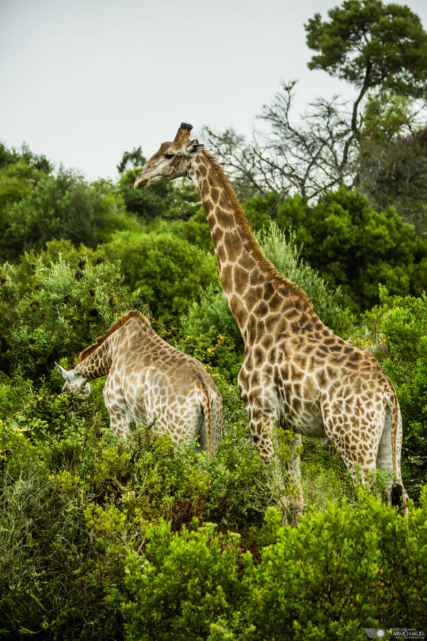 Giraffes