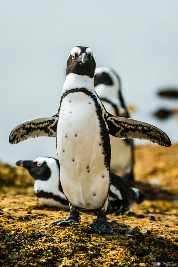 Penguins of Boulders Beach