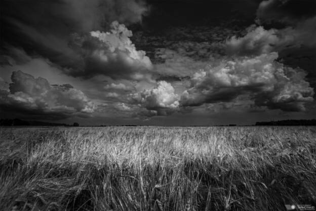 Field in BW