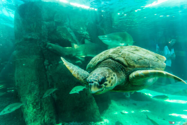 Sea turtle