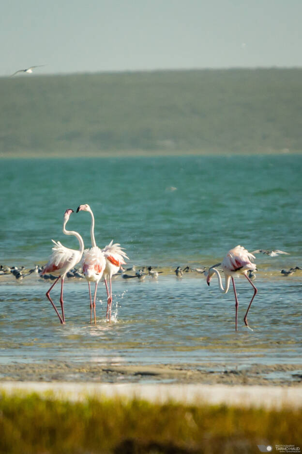 West Coast National Park