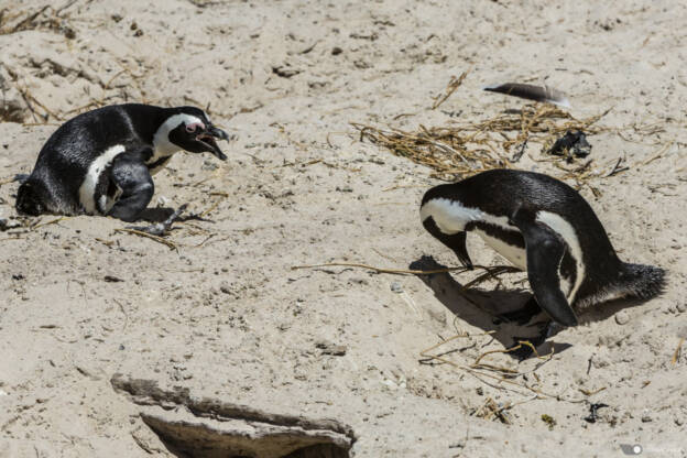 Penguins of Boulders Beach