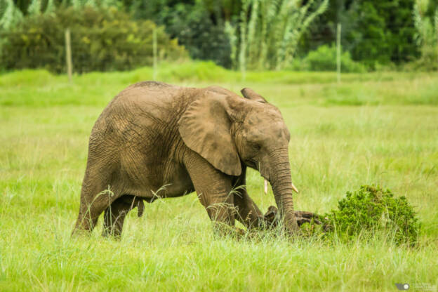 Baby elephant