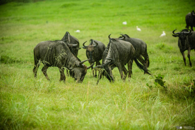 Wildebeest