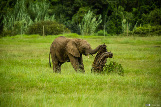 Baby elephant