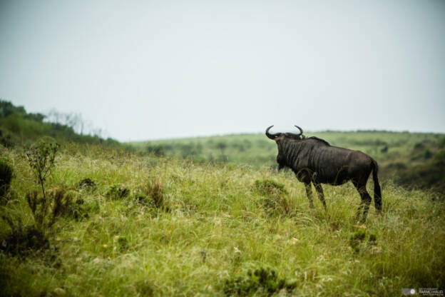 Wildebeest