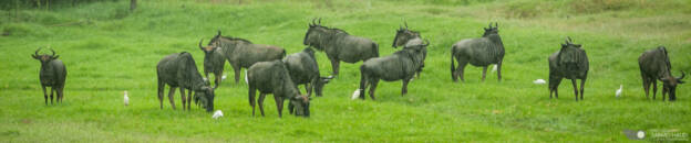 Wildebeest