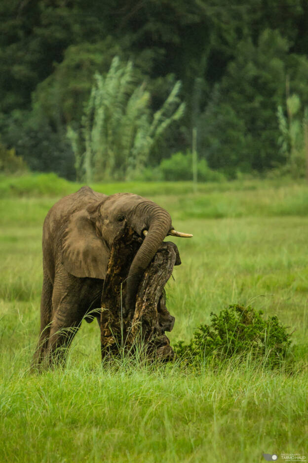 Baby elephant