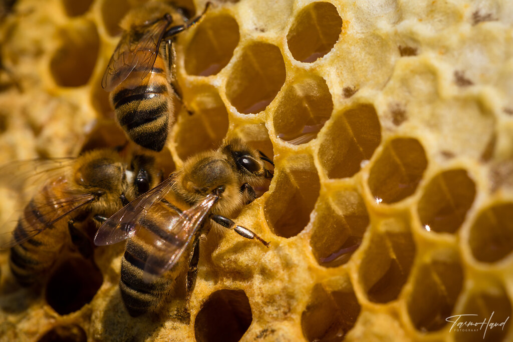 Kodune mesi, mesinik Leonella Sootaga
